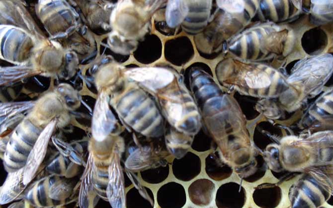 東北黑蜂價(jià)格