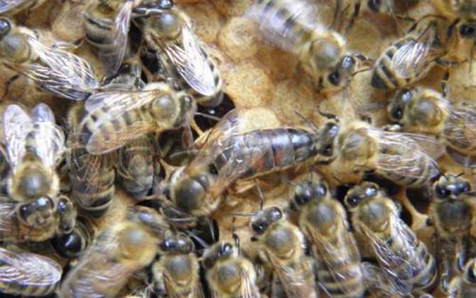 東北黑蜂價(jià)格