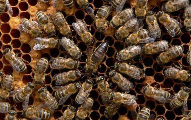 東北黑蜂價(jià)格