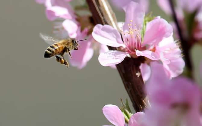 急造王臺(tái)出的蜂王能要嗎？