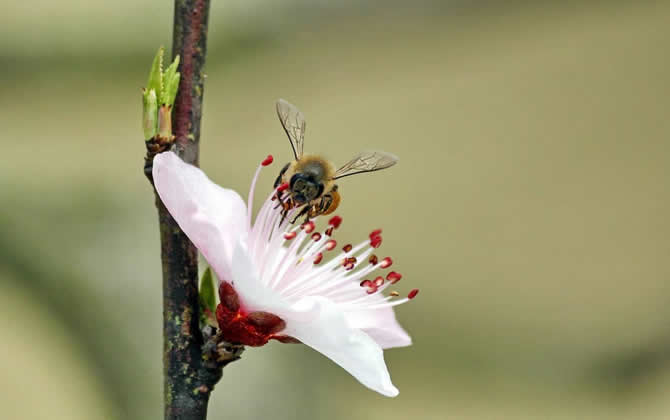 急造王臺(tái)出的蜂王能要嗎？