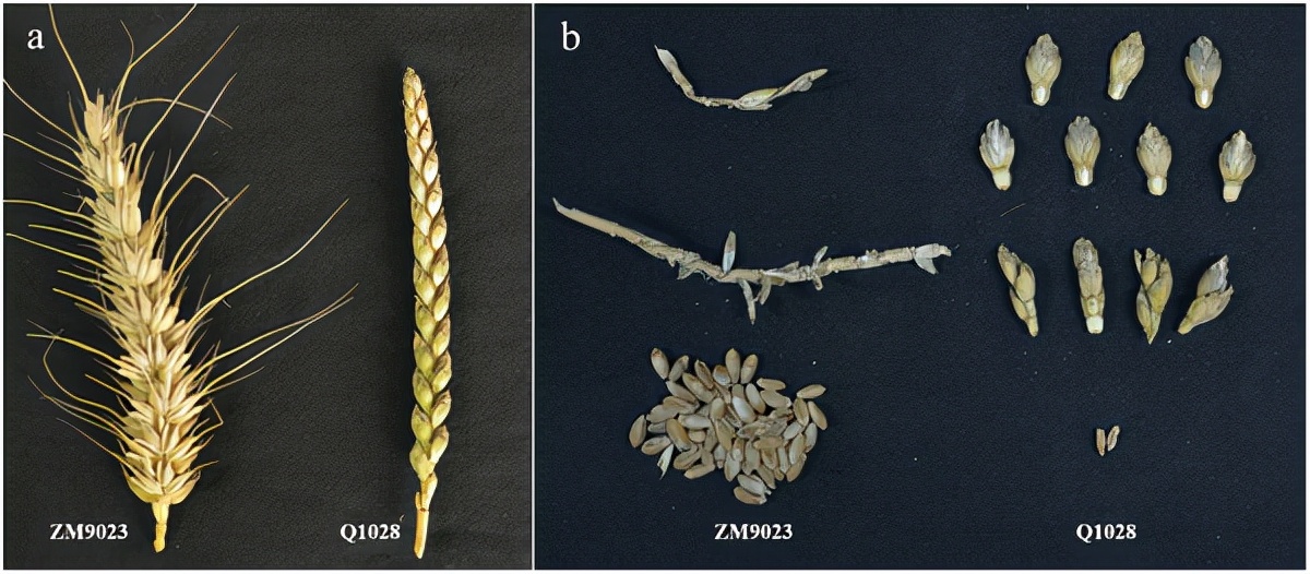 地球上最成功的植物，1萬年前操縱智人，占地面積將近10個英國