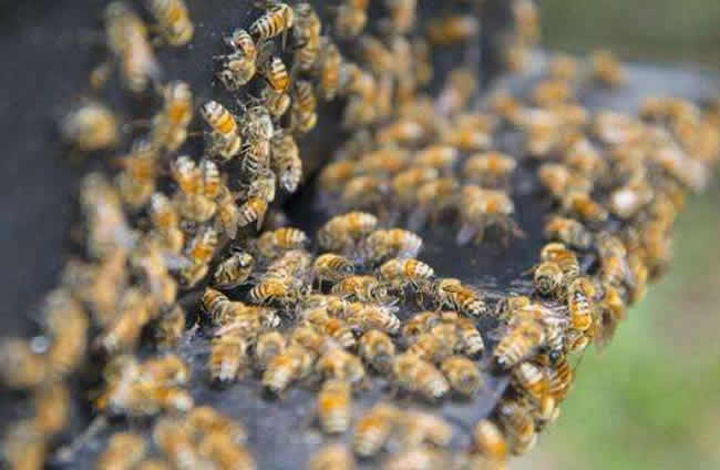 如何檢查蜂群？