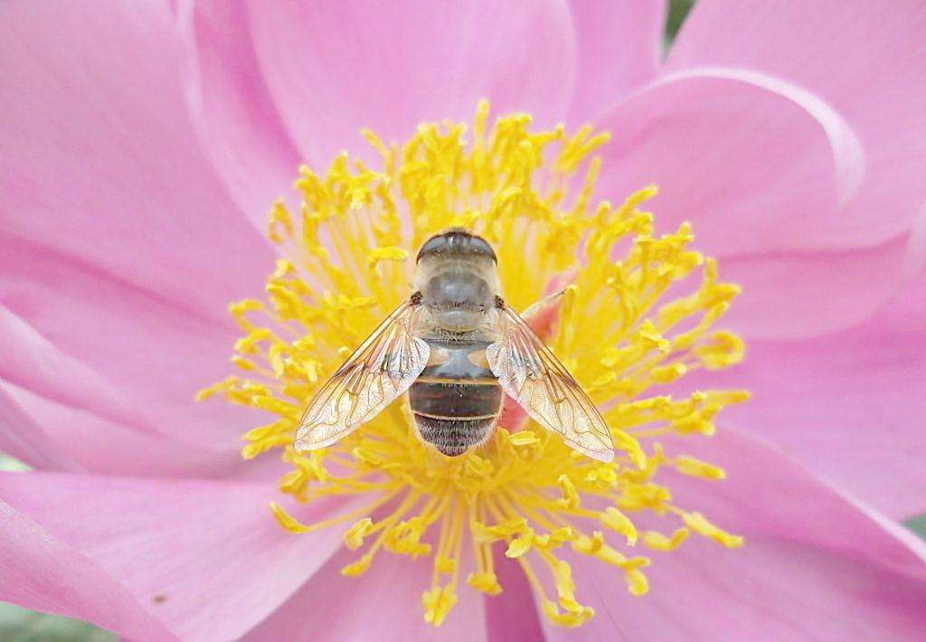 蜜蜂是每個(gè)季節(jié)都產(chǎn)蜜嗎？