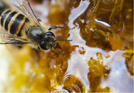 蜂蜜是蜜蜂的排泄物嗎(蜂蜜是怎么來(lái)的) 蜂蜜是蜜蜂的排泄物嗎(蜂蜜是怎么來(lái)的)