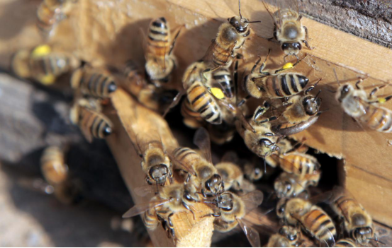蜂蜜是蜜蜂的排泄物嗎(蜂蜜是怎么來(lái)的) 蜂蜜是蜜蜂的排泄物嗎(蜂蜜是怎么來(lái)的)