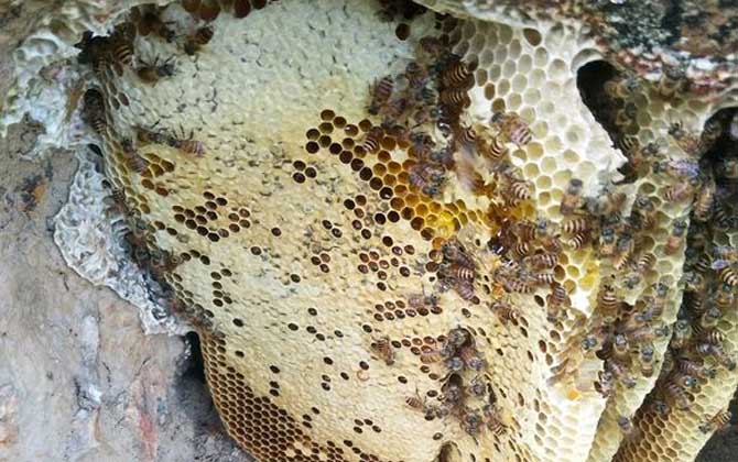 養(yǎng)中蜂最忌些什么東西?(中蜂養(yǎng)殖的注意事項(xiàng)) 養(yǎng)中蜂最忌些什么東西?(中蜂養(yǎng)殖的注意事項(xiàng))