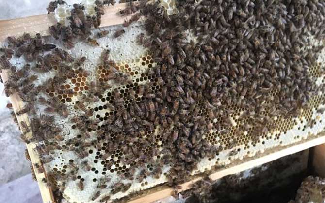 養(yǎng)中蜂最忌些什么東西?(中蜂養(yǎng)殖的注意事項(xiàng)) 養(yǎng)中蜂最忌些什么東西?(中蜂養(yǎng)殖的注意事項(xiàng))