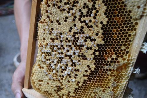 蜜蜂巢蟲如何防治 蜜蜂巢蟲如何防治