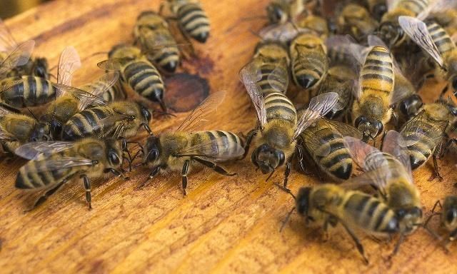 蜜蜂的平均壽命一般有多長？能活多久？