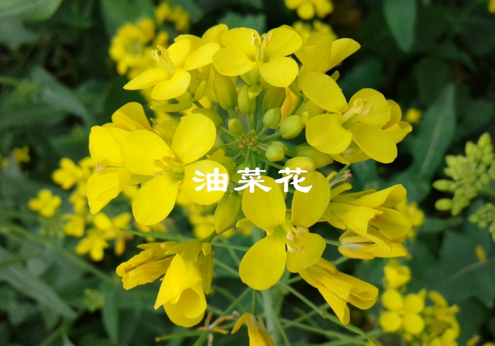 廣西油菜花什么時(shí)候開(kāi)花（廣西油菜花開(kāi)花時(shí)間）