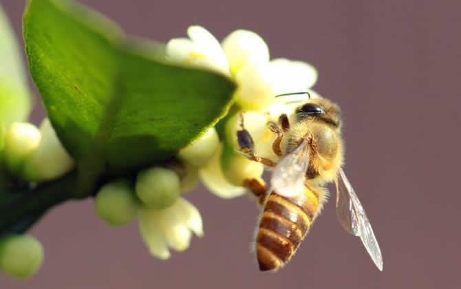巢蟲防治最有效方法 巢蟲