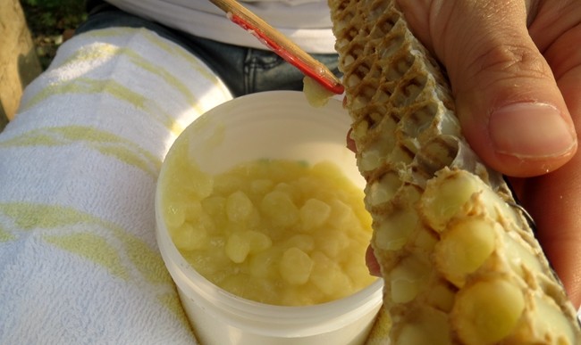 新手養(yǎng)蜂怎么取王漿(取蜂王漿的操作過程) 新手養(yǎng)蜂怎么取王漿(取蜂王漿的操作過程)