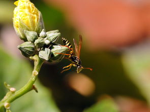 工蜂的糞便是什么樣（老蜂農(nóng)都通過(guò)這招找到蜜蜂巢穴）