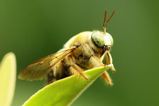 工蜂的糞便是什么樣（老蜂農(nóng)都通過(guò)這招找到蜜蜂巢穴）