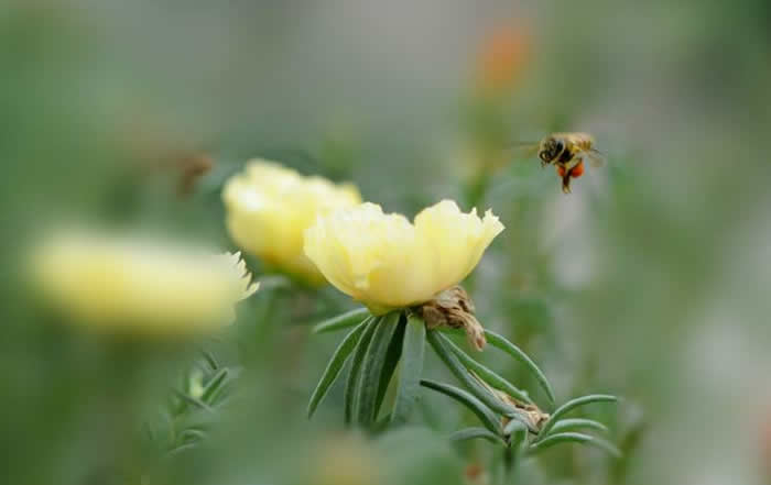 自然分蜂后怎么處理？