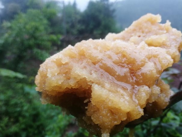 蜜蜂什么時候取蜜最好？取蜜的3種常用方法，每種方法的利與弊