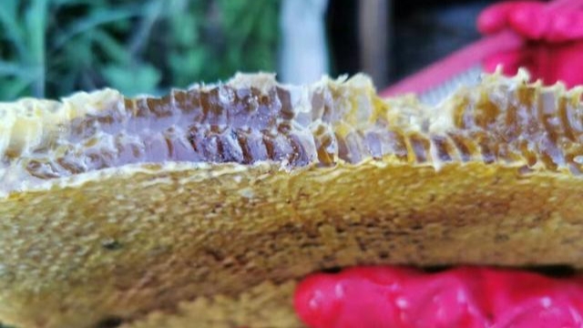 蜜蜂什么時候取蜜最好？取蜜的3種常用方法，每種方法的利與弊