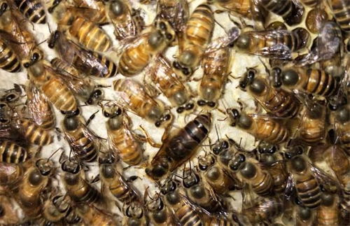 養蜜蜂好不好吉不吉利（蜜蜂在風水學上的說法是什么）