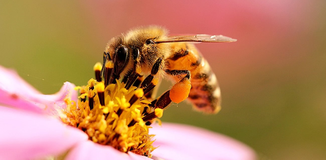 工蜂拖幼蟲是什么原因？