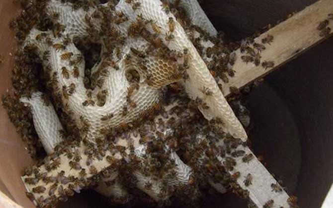 畢節中蜂是云貴高原中蜂嗎（云貴高原中蜂的種群范圍）