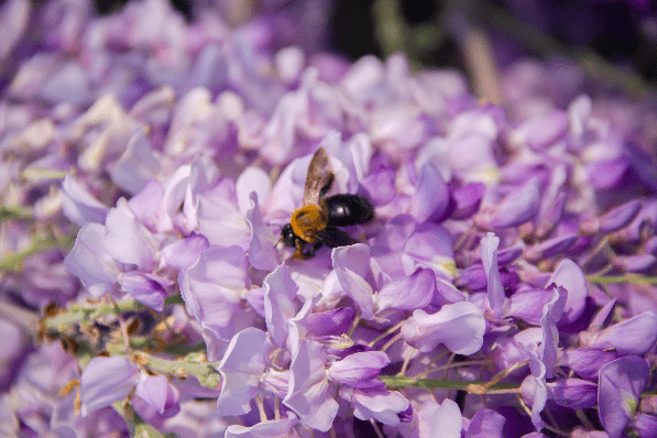 什么是蜜源植物？