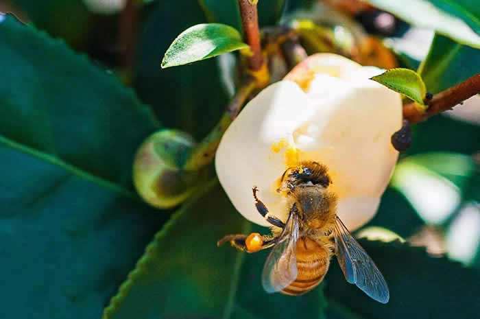 中蜂如何飼養(yǎng)雙王群？有什么優(yōu)點和缺點(中蜂雙王群的三利三弊)