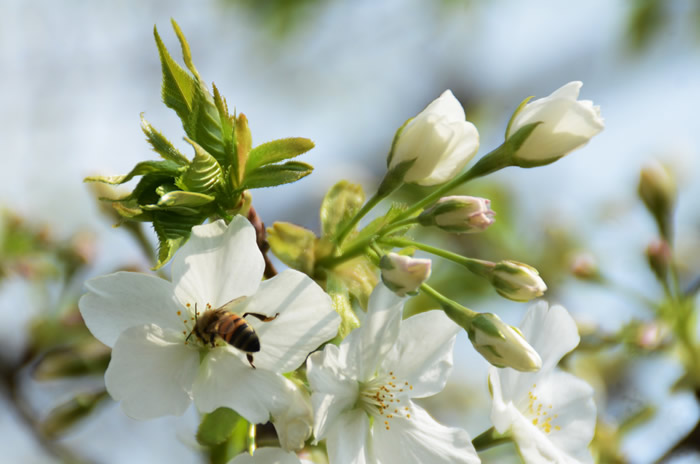 中蜂如何飼養(yǎng)雙王群？有什么優(yōu)點和缺點(中蜂雙王群的三利三弊)