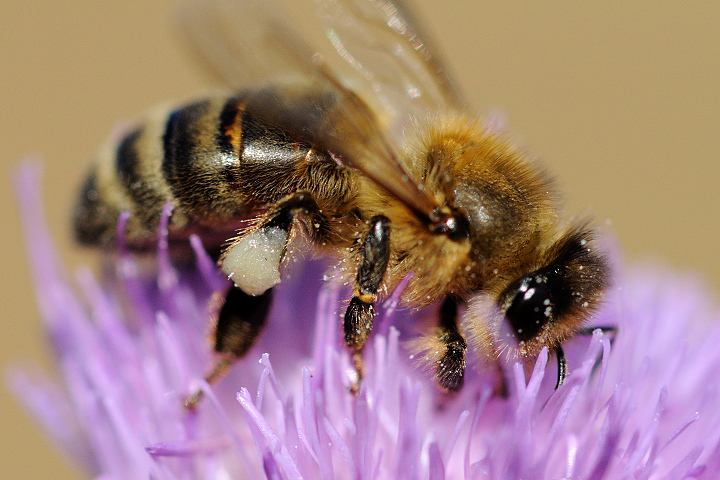 中蜂如何飼養(yǎng)雙王群？有什么優(yōu)點和缺點(中蜂雙王群的三利三弊)