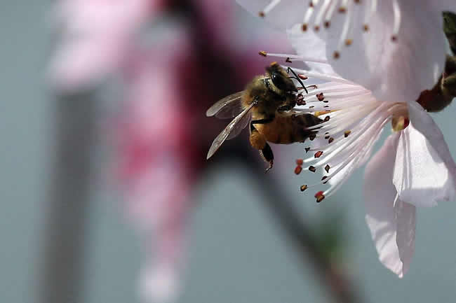 【蜜蜂知識】中華蜜蜂在哪里分布？