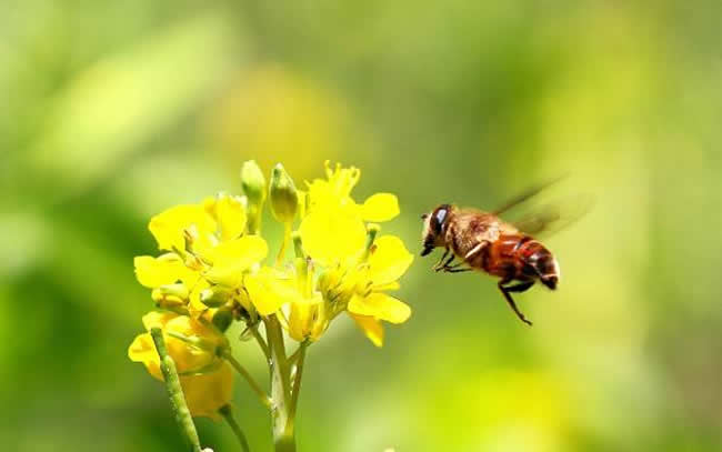 蜜蜂喜歡什么顏色(不同顏色衣服、花、蜂巢、氣味對蜜蜂的影響)