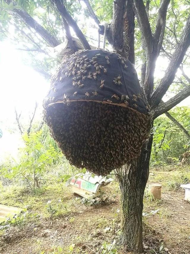 誘蜂水怎樣使用 誘蜂水怎樣使用