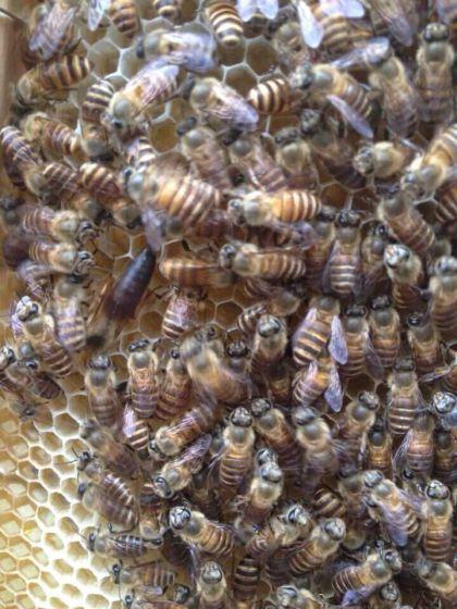 誘蜂水怎樣使用 誘蜂水怎樣使用