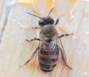 怎樣收意蜂場的散蜂（收捕的蜂群3步走）