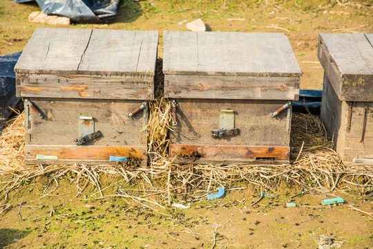 新手如何養好蜜蜂？(7個方法教你養蜜蜂)