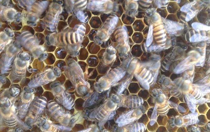 新手養蜂怎么繁殖更快(新手怎樣養蜂繁殖快) 新手養蜂怎么繁殖更快(新手怎樣養蜂繁殖快)