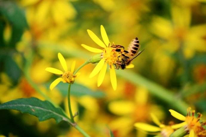 雄蜂卵和工蜂卵的區(qū)別？
