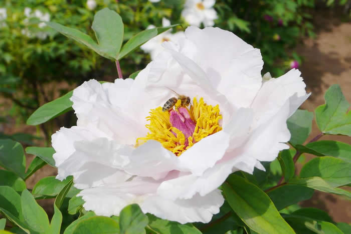 雄蜂卵和工蜂卵的區(qū)別？