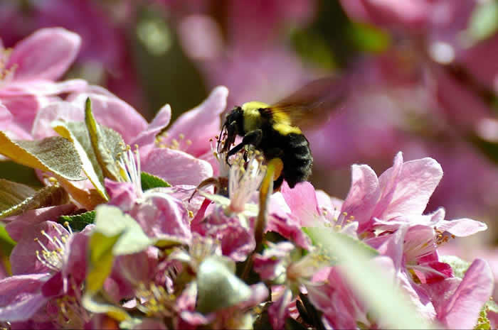 雄蜂卵和工蜂卵的區(qū)別？