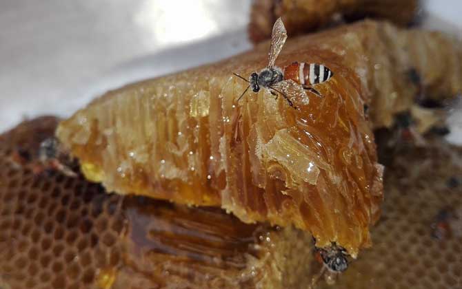 天然野生蜂蜜需要標注保質(zhì)期嗎（天然蜂蜜有保質(zhì)期嗎）