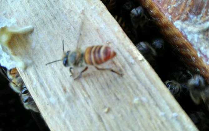 養(yǎng)蜂場(chǎng)利潤(rùn)有多大（養(yǎng)蜂一年能掙二十萬(wàn)嗎）