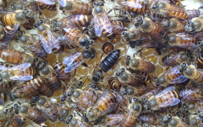 養(yǎng)蜂場(chǎng)利潤(rùn)有多大（養(yǎng)蜂一年能掙二十萬(wàn)嗎）