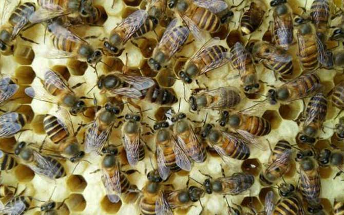 養(yǎng)蜂場(chǎng)利潤(rùn)有多大（養(yǎng)蜂一年能掙二十萬(wàn)嗎）