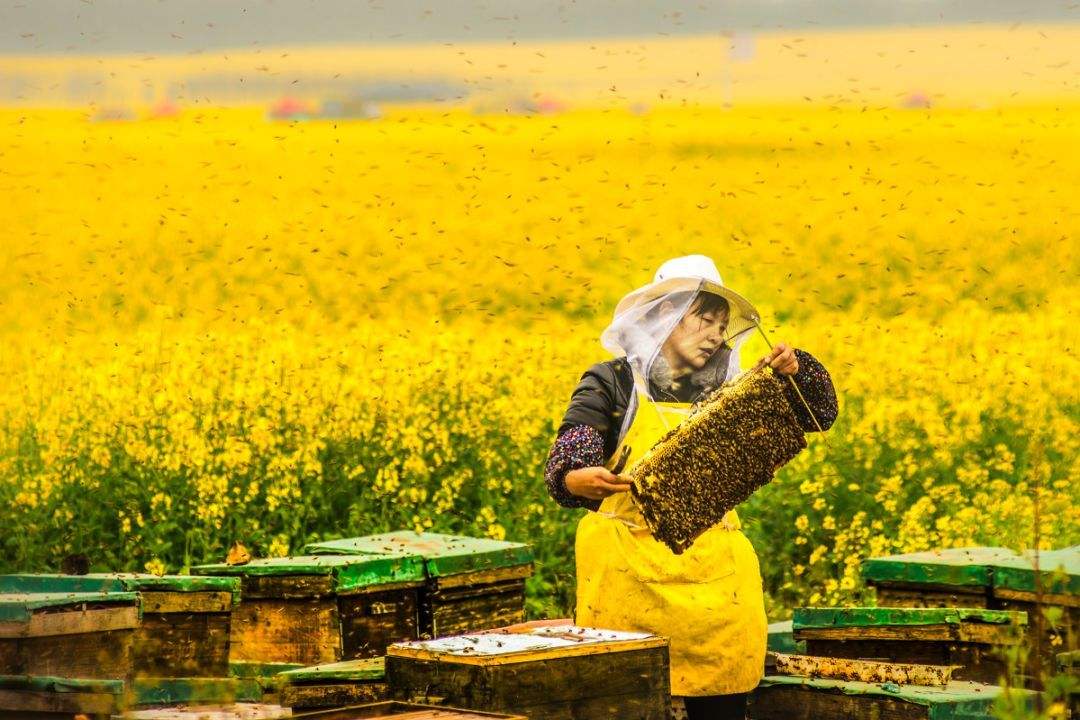 養蜂人為什么都長壽