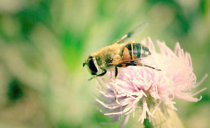 中蜂什么時候開始春繁？