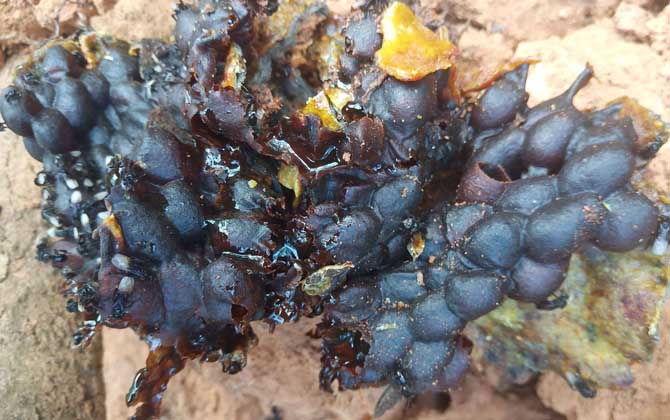 酸蜂蜜和普通蜂蜜的對(duì)比(酸蜂蜜比普通蜂蜜好嗎) 酸蜂蜜和普通蜂蜜的對(duì)比(酸蜂蜜比普通蜂蜜好嗎)