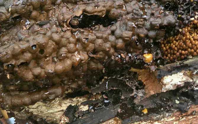 酸蜂蜜和普通蜂蜜的對(duì)比(酸蜂蜜比普通蜂蜜好嗎) 酸蜂蜜和普通蜂蜜的對(duì)比(酸蜂蜜比普通蜂蜜好嗎)