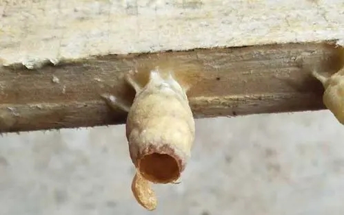 王臺基里面的幼蟲是工蜂喂食嗎（工蜂產(chǎn)的王臺有用嗎）