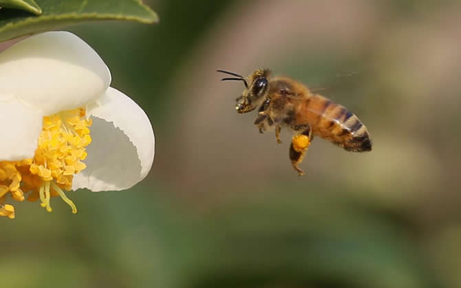 養殖蜜蜂時蜜蜂不蟄手嗎 養殖蜜蜂時蜜蜂不蟄手嗎