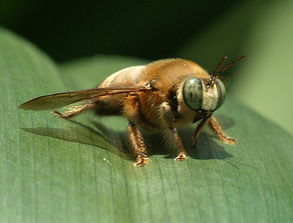 熊蜂中工蜂和雄蜂的區(qū)別是什么(雄蜂和工蜂的區(qū)別) 熊蜂中工蜂和雄蜂的區(qū)別是什么(雄蜂和工蜂的區(qū)別)